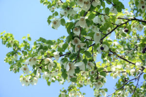 aussergewoehnliche baeume fuer den garten taschentuchbaum